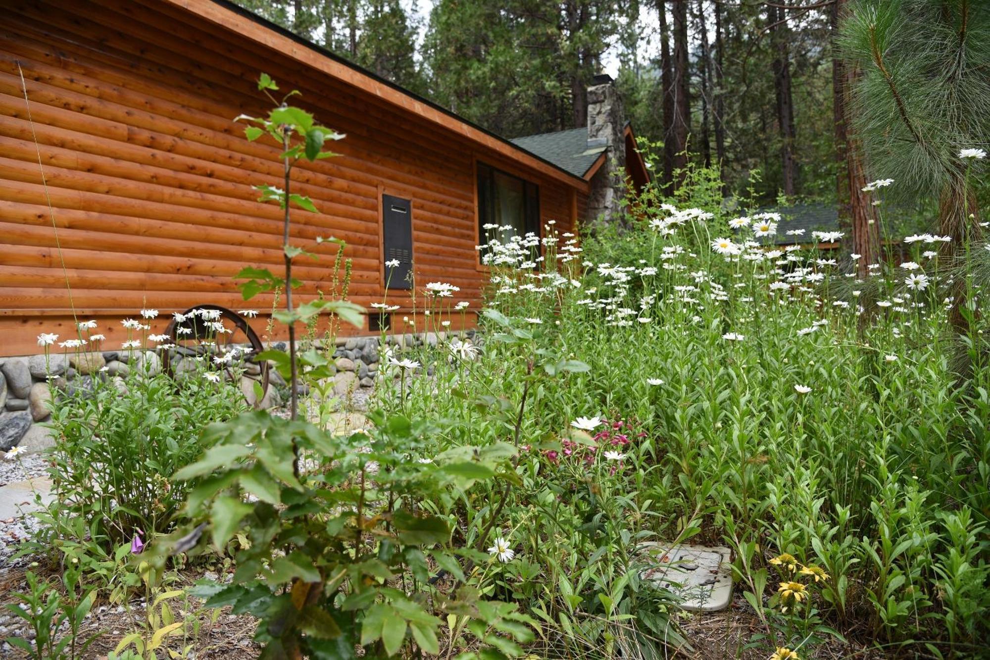 Grizzly Giant Villa Wawona Exteriör bild